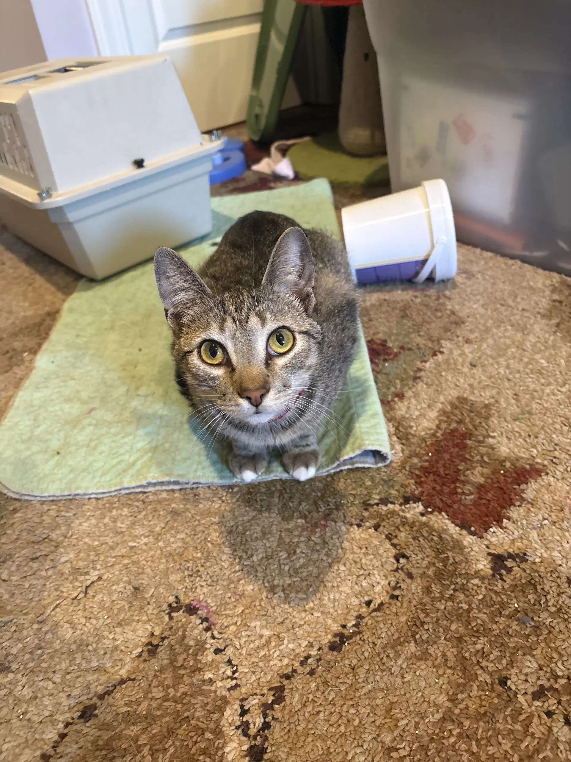 Simba image 2
