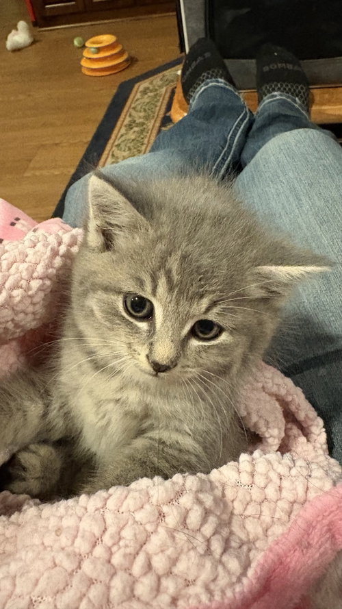 Rascal, an adoptable Domestic Short Hair in White Bluff, TN