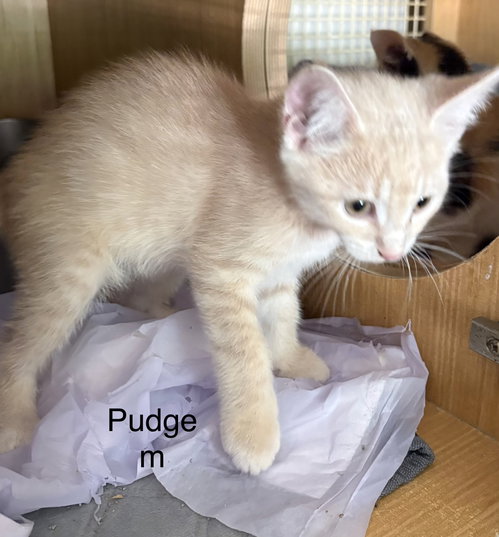 Pudge, an adoptable Domestic Short Hair in White Bluff, TN