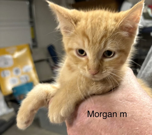 Morgan (th), an adoptable Domestic Short Hair in White Bluff, TN
