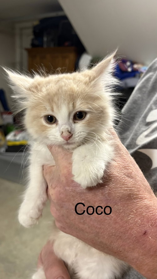 Coco, an adoptable Domestic Medium Hair in White Bluff, TN