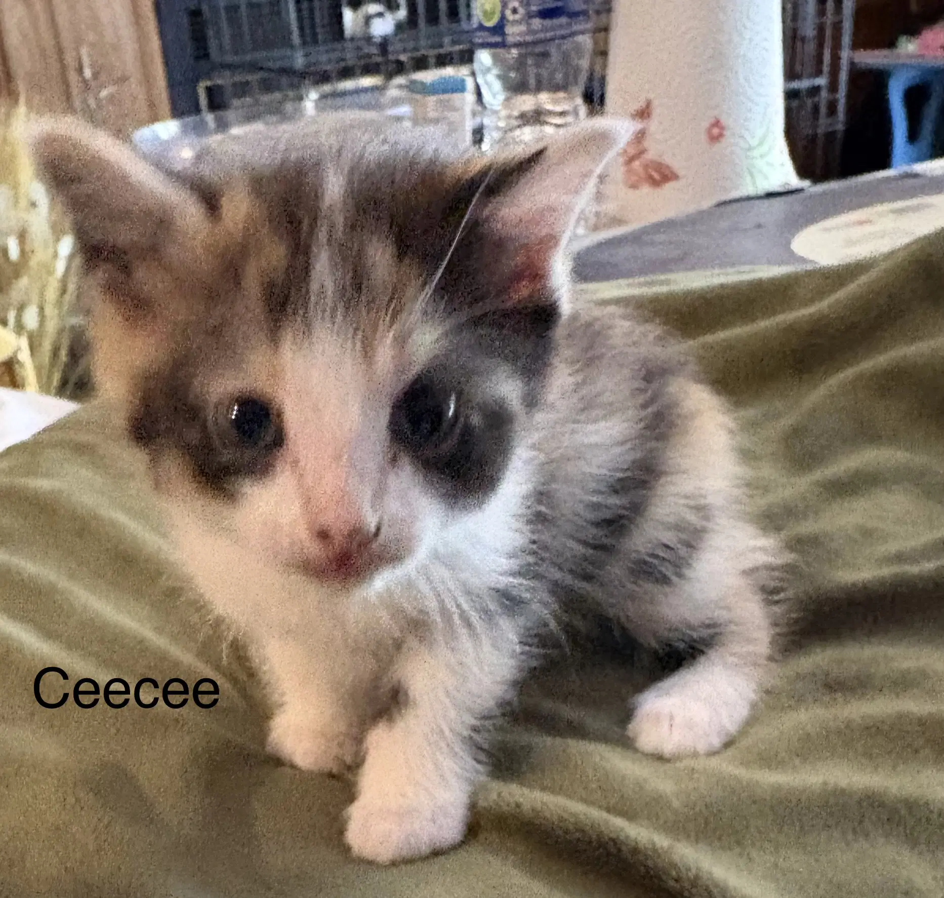 Deedee  Rt - Domestic Short Hair