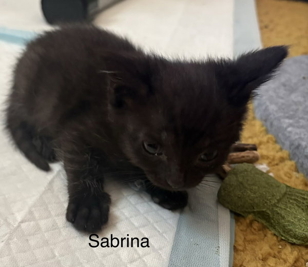 Sabrina ( Kf/th)