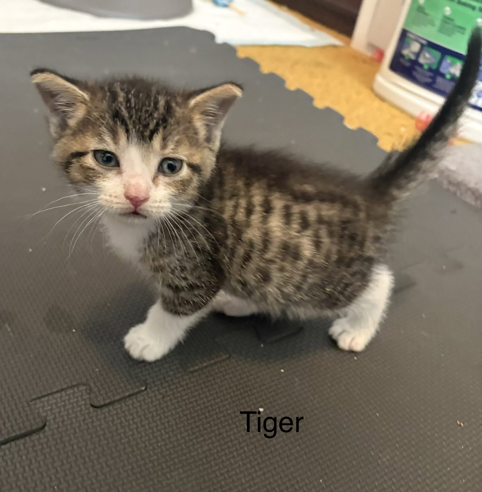 Tiger.  (kf)