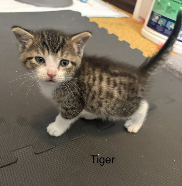Tiger.  (kf)