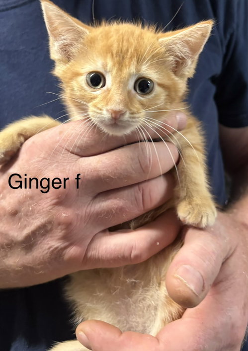 Ginger ( th)