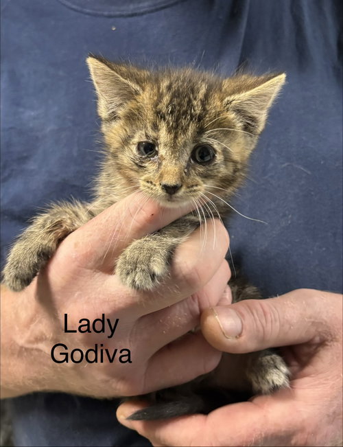 Lady Godiva (th)