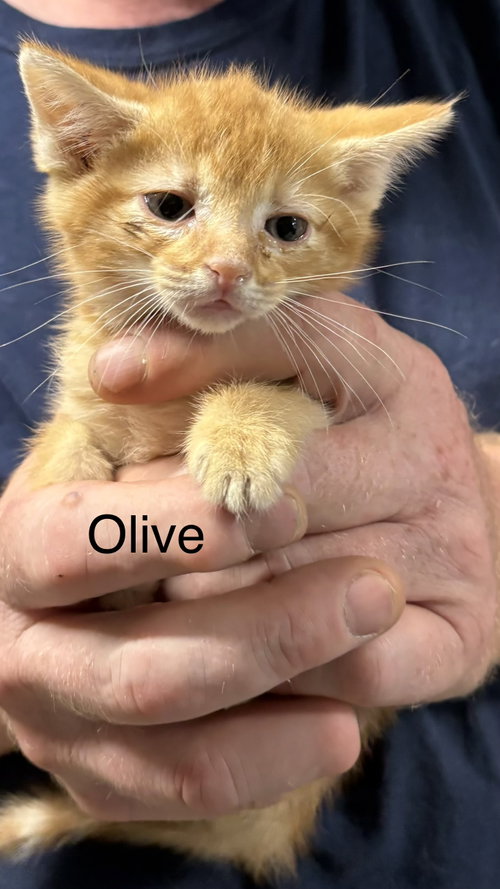 Olive (th), an adoptable Domestic Short Hair in White Bluff, TN