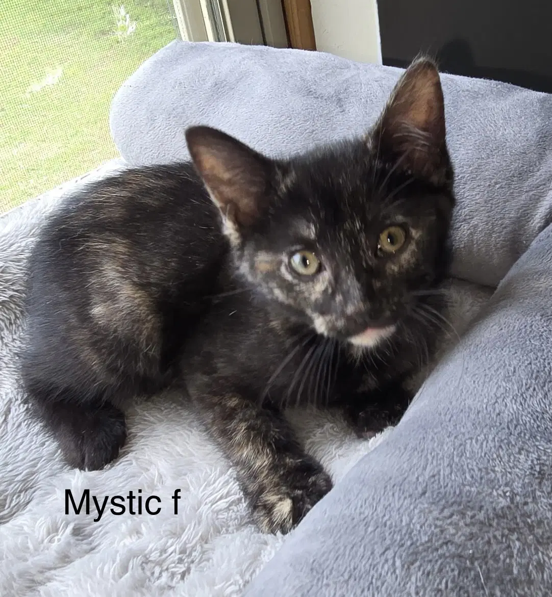 Mystique  Kf image 1