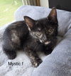 Mystic   ( kf)