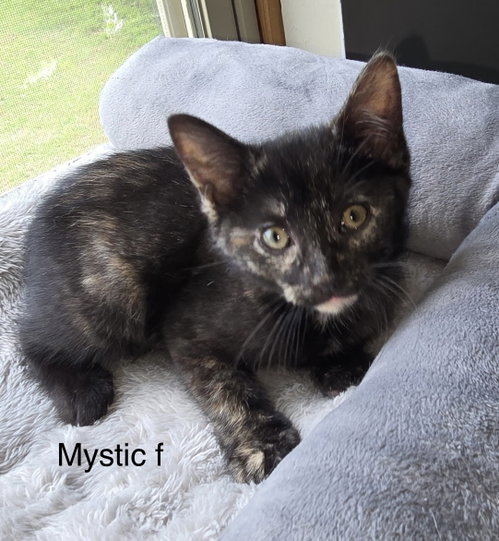 Mystic   ( kf)