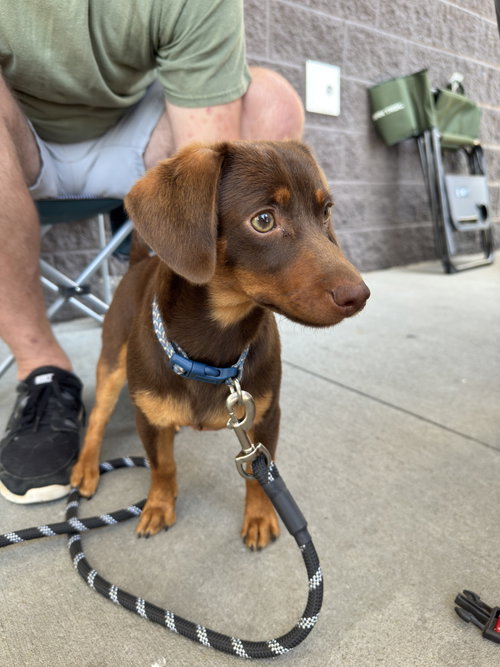 Oscar (ln), an adoptable Dachshund in White Bluff, TN