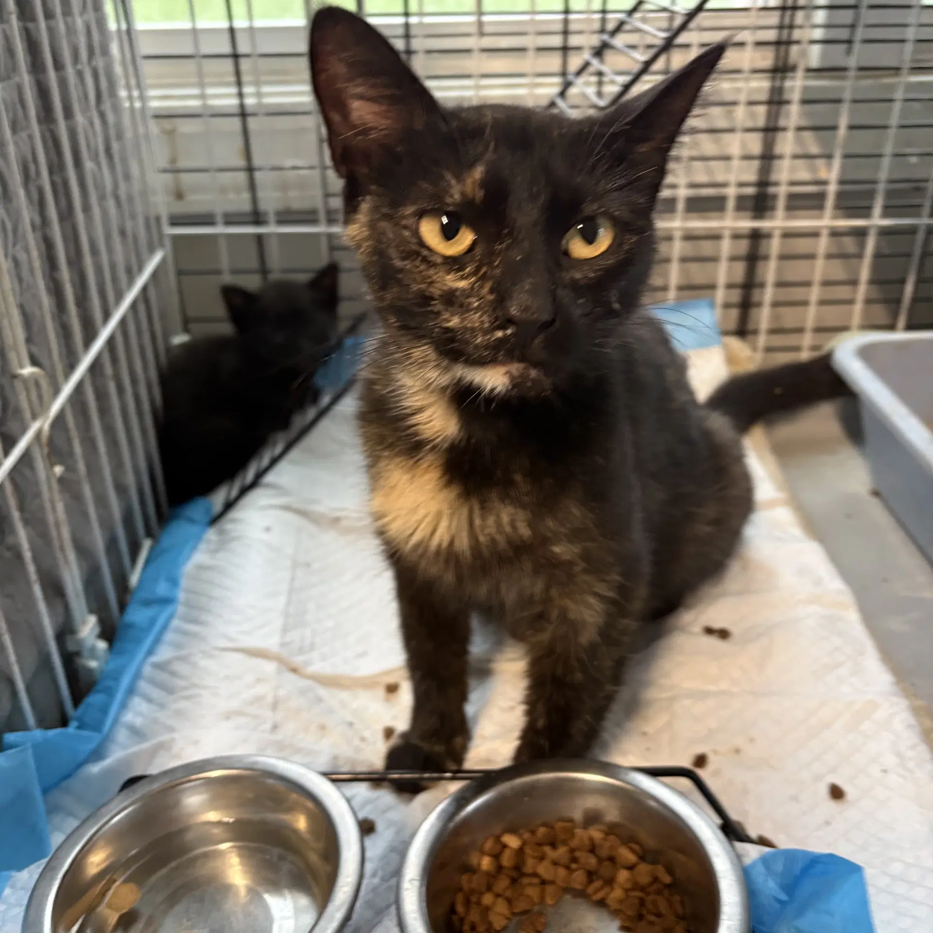 Tirimasu  Mb Plus  Dob  May - Domestic Short Hair