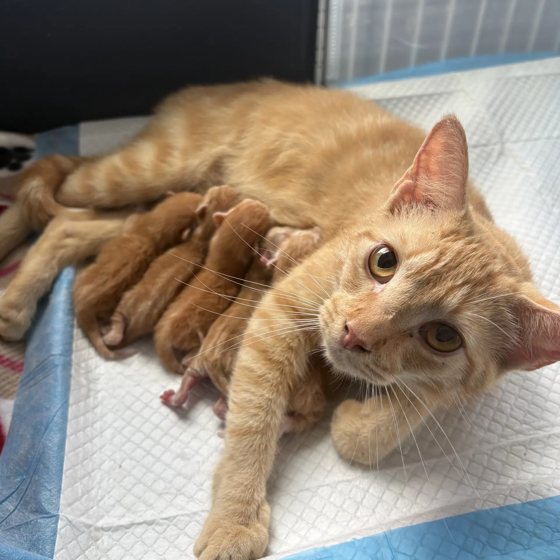 Mango Mb Plus - Domestic Short Hair