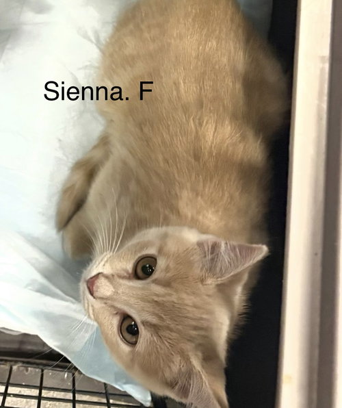 Sienna ( th ), Baby Domestic Short Hair (short coat), cat for adoption in Brentwood, Tennessee