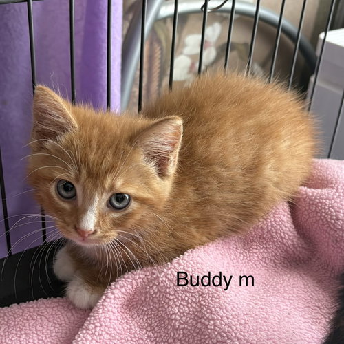 Buddy   (rt), Baby Domestic Short Hair (short coat), cat for adoption in Clarksville, Tennessee