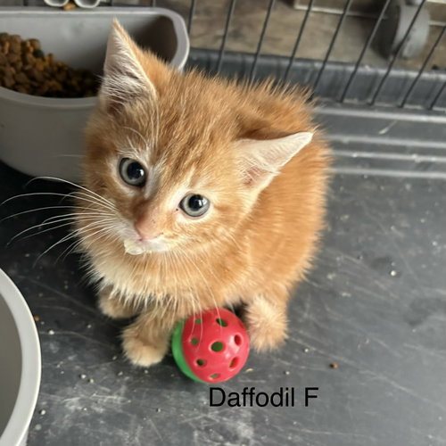 Daffodill     (rt), Baby Domestic Short Hair (short coat), cat for adoption in Clarksville, Tennessee