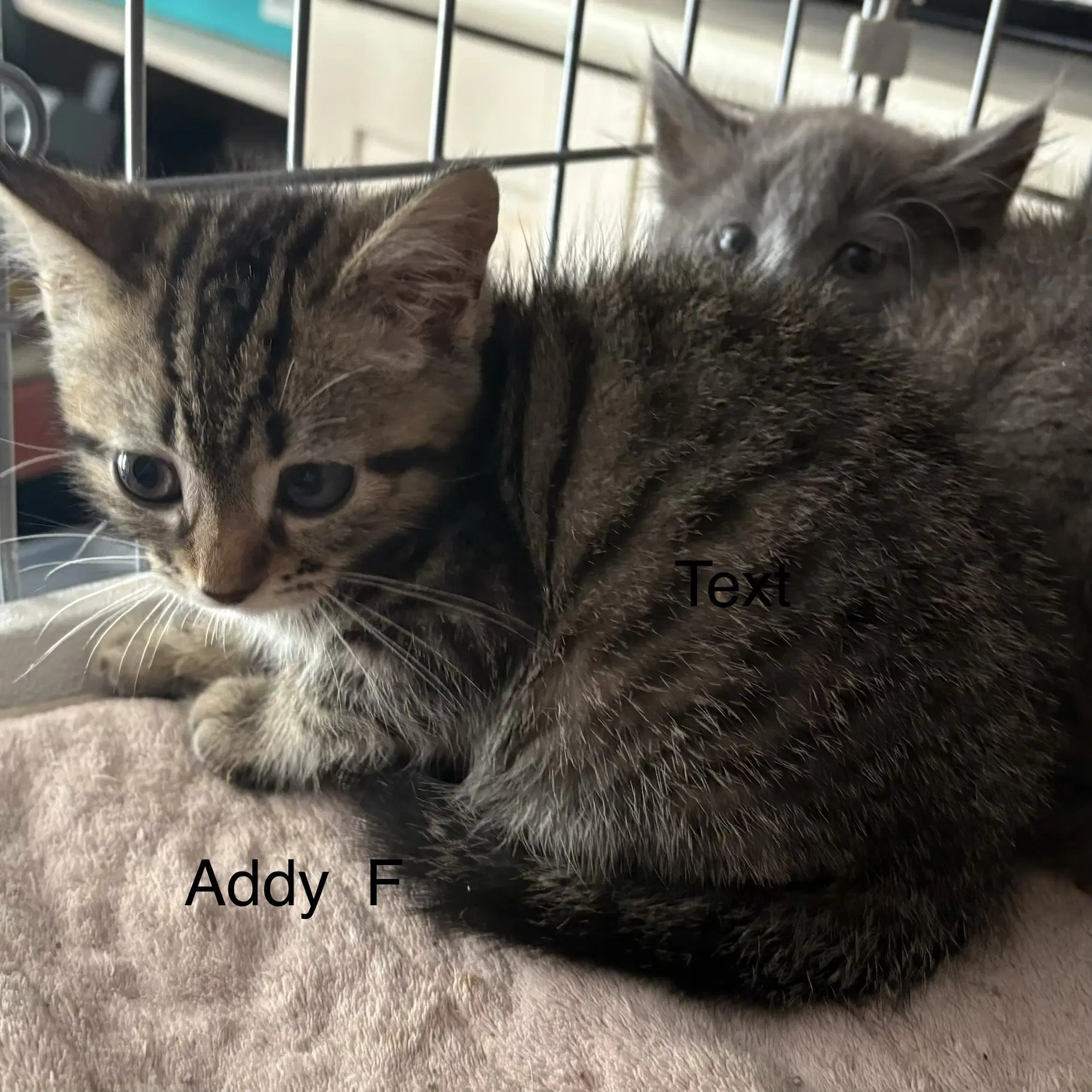 Addy Rt image 2