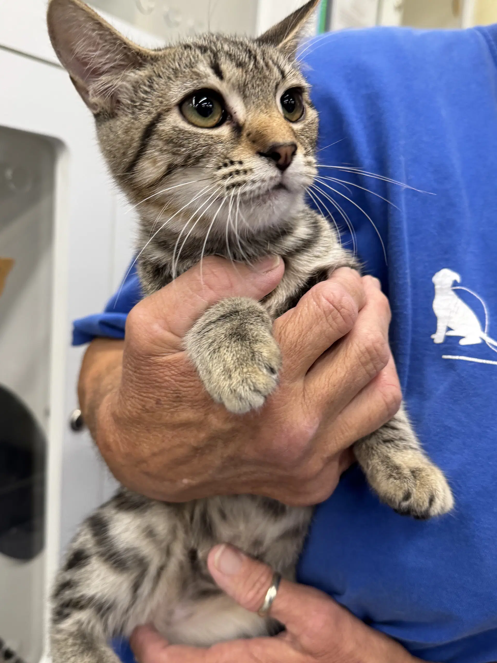 Addy Rt - Domestic Short Hair