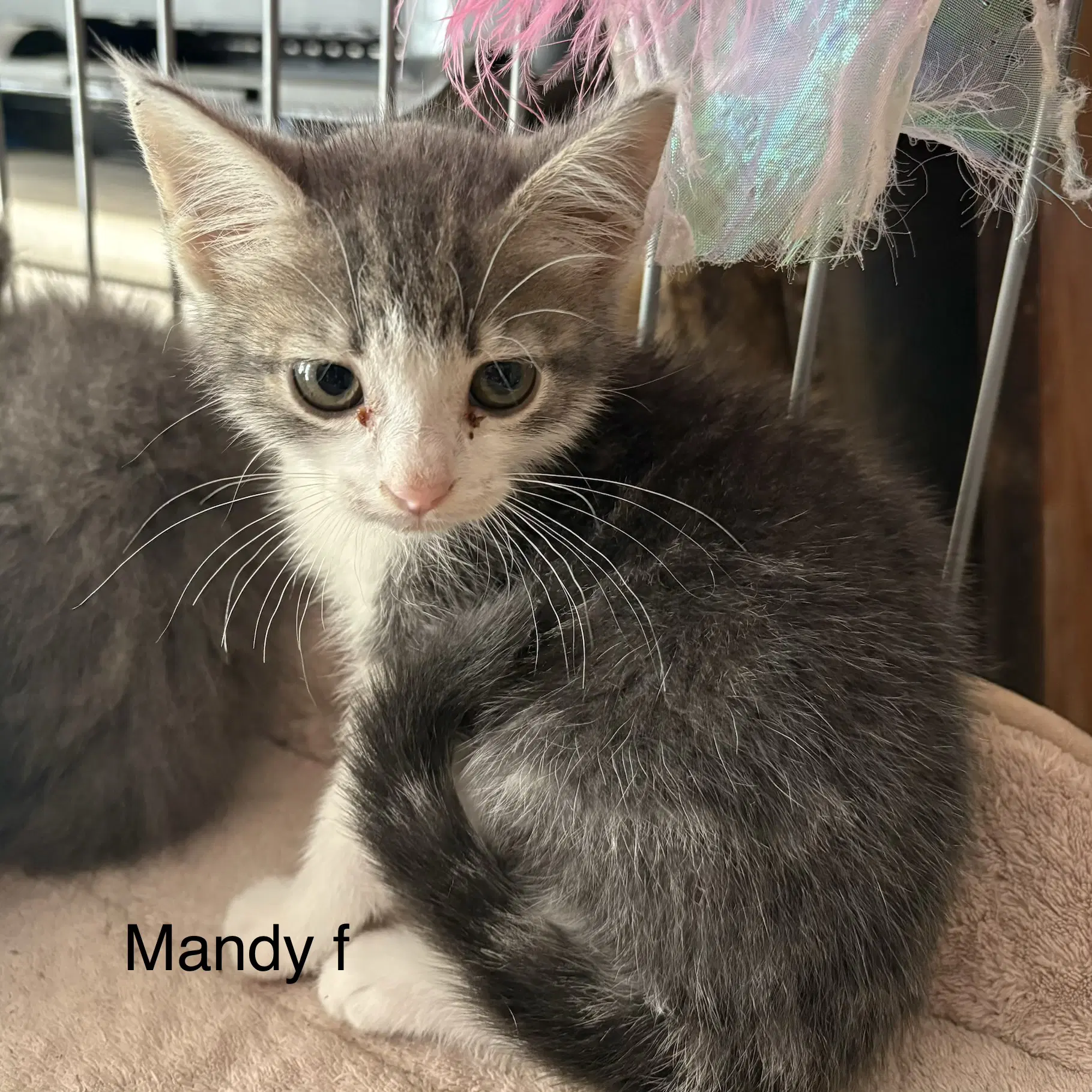 Mandy - Domestic Short Hair
