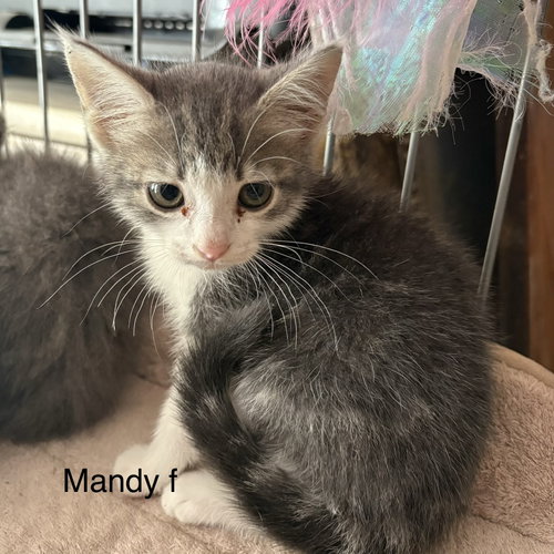 Mandy, Baby Domestic Short Hair (short coat), cat for adoption in Clarksville, Tennessee