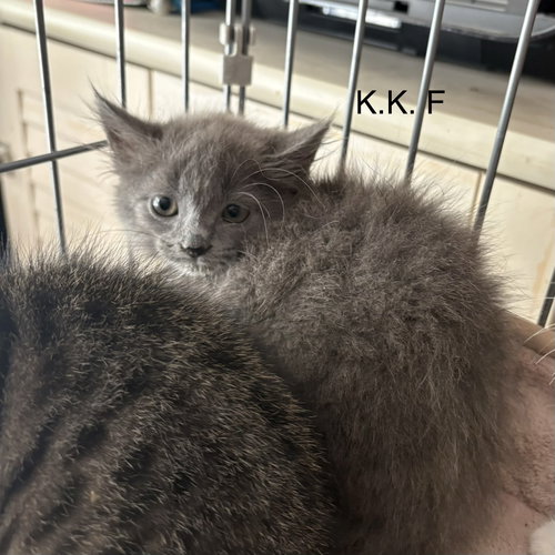 K.K., Baby Domestic Short Hair (short coat), cat for adoption in Clarksville, Tennessee