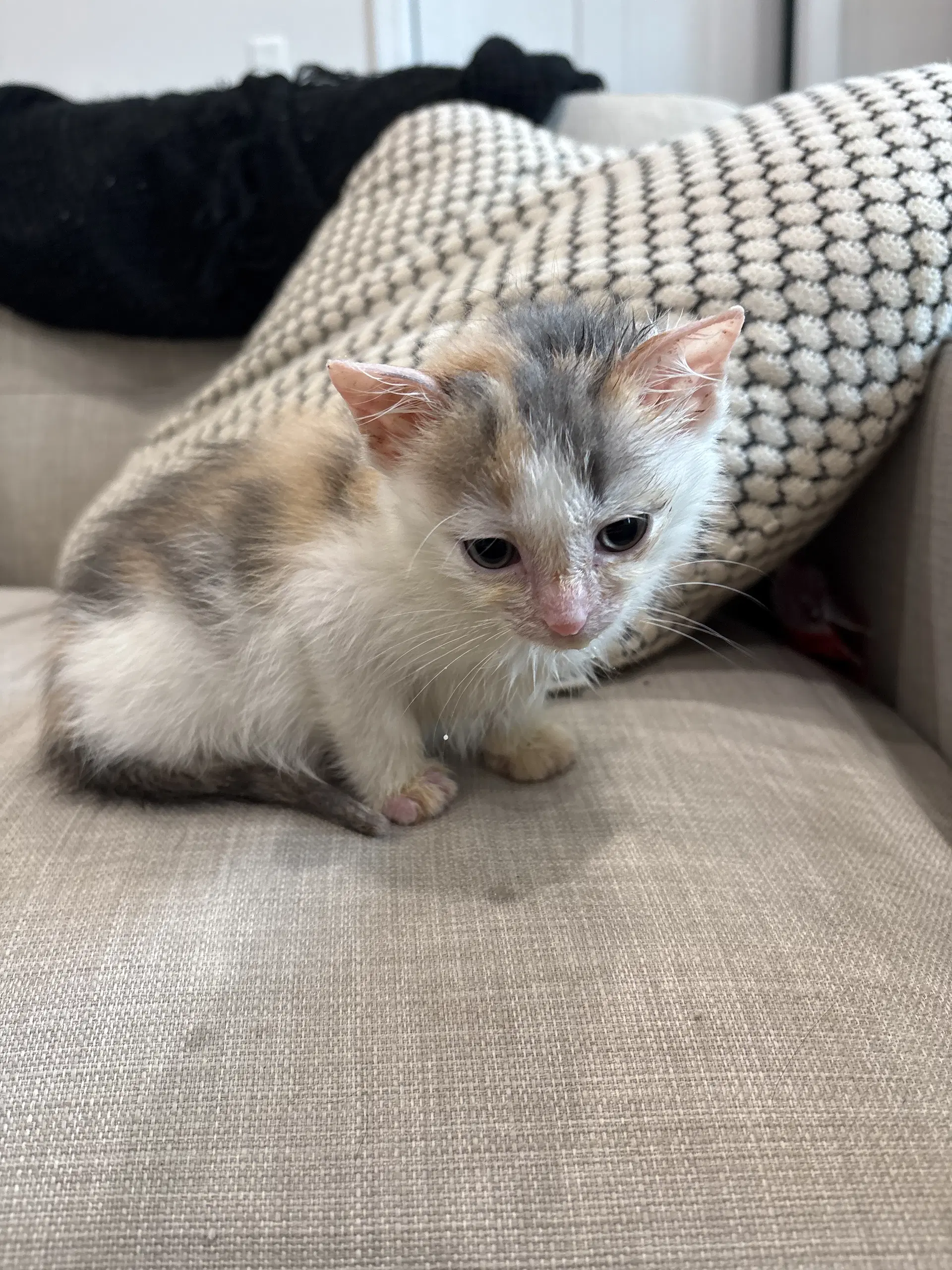 Kiwi Ad - Domestic Short Hair