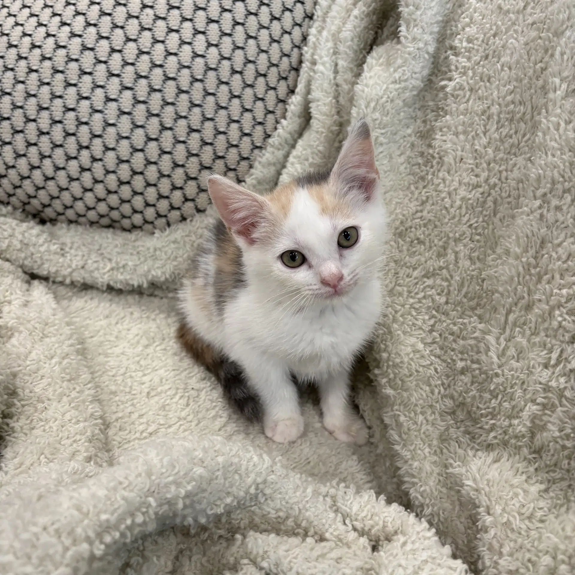 Mango And Kiwi  Ad - Domestic Short Hair