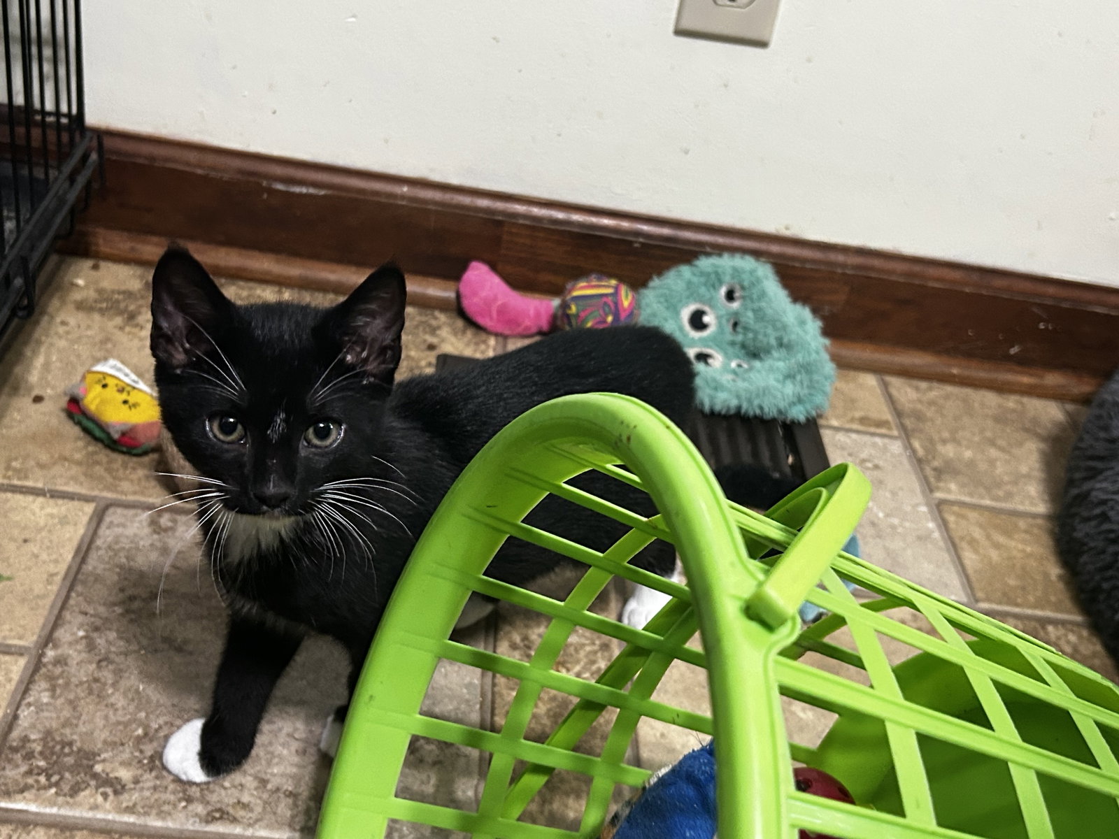 Sully or Sylvester/kk Image