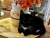Sully or Sylvester/kk - Photo 2