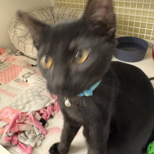 ARCHIE - Domestic Short Hair available for adoption