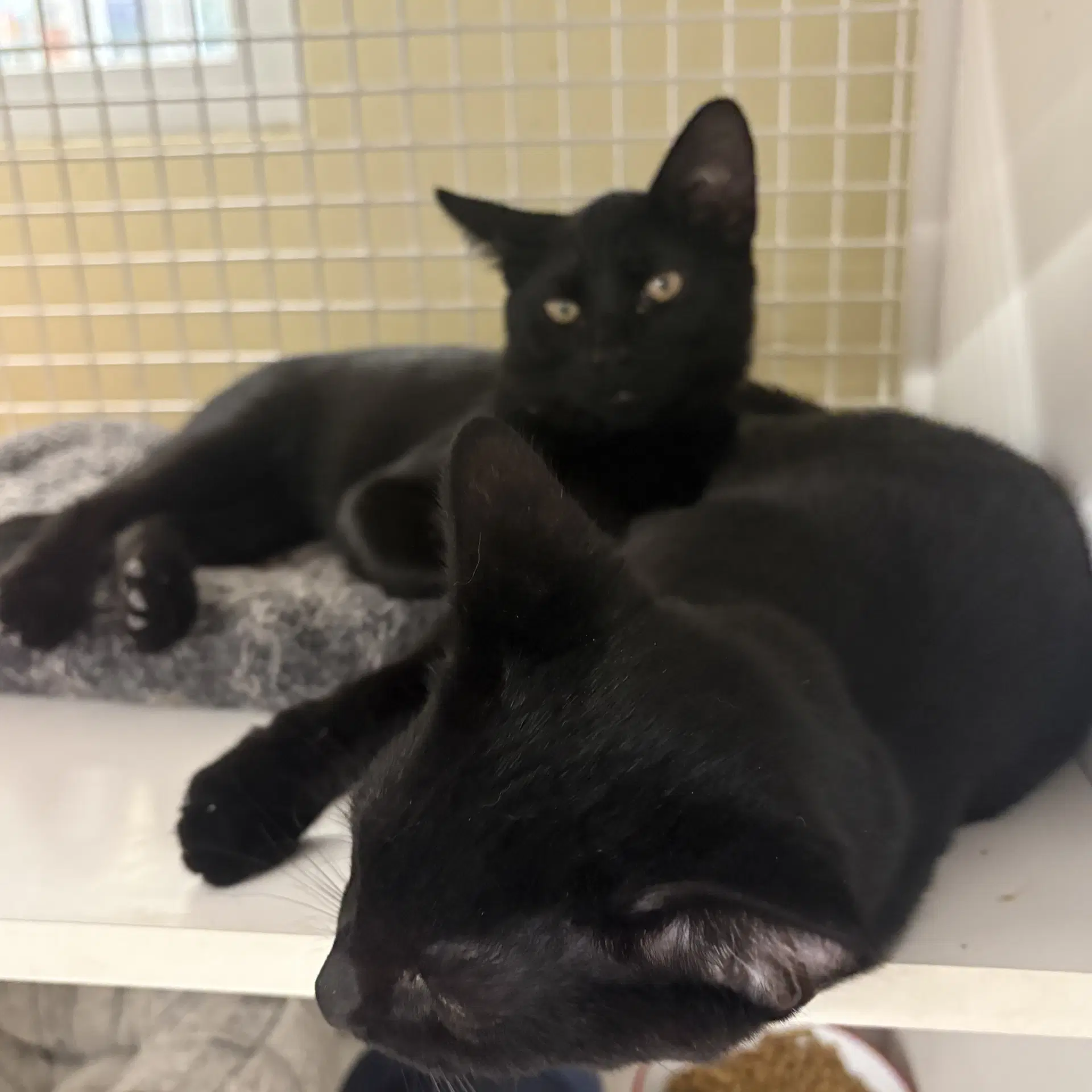 Jasper - Domestic Short Hair