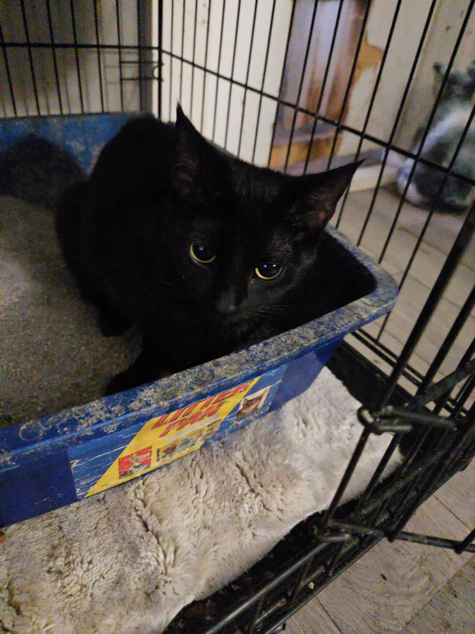 Patty  Th - Domestic Short Hair