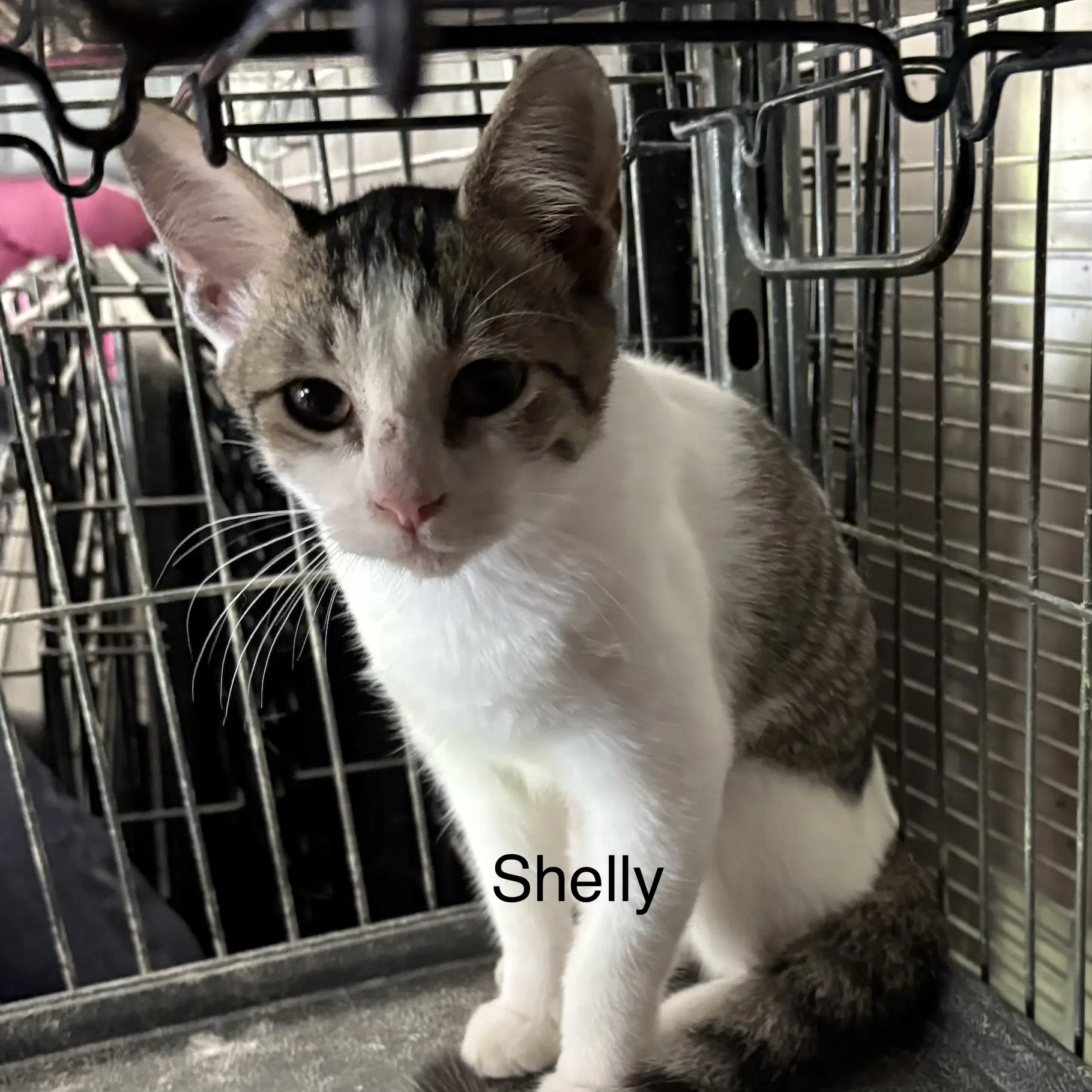 Shelly Th - Domestic Short Hair