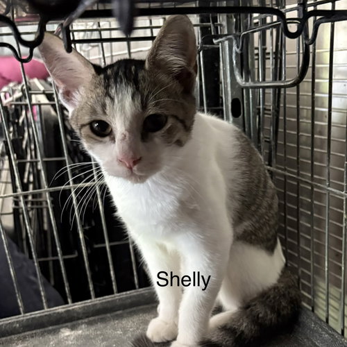 picture of the cat needing adoption