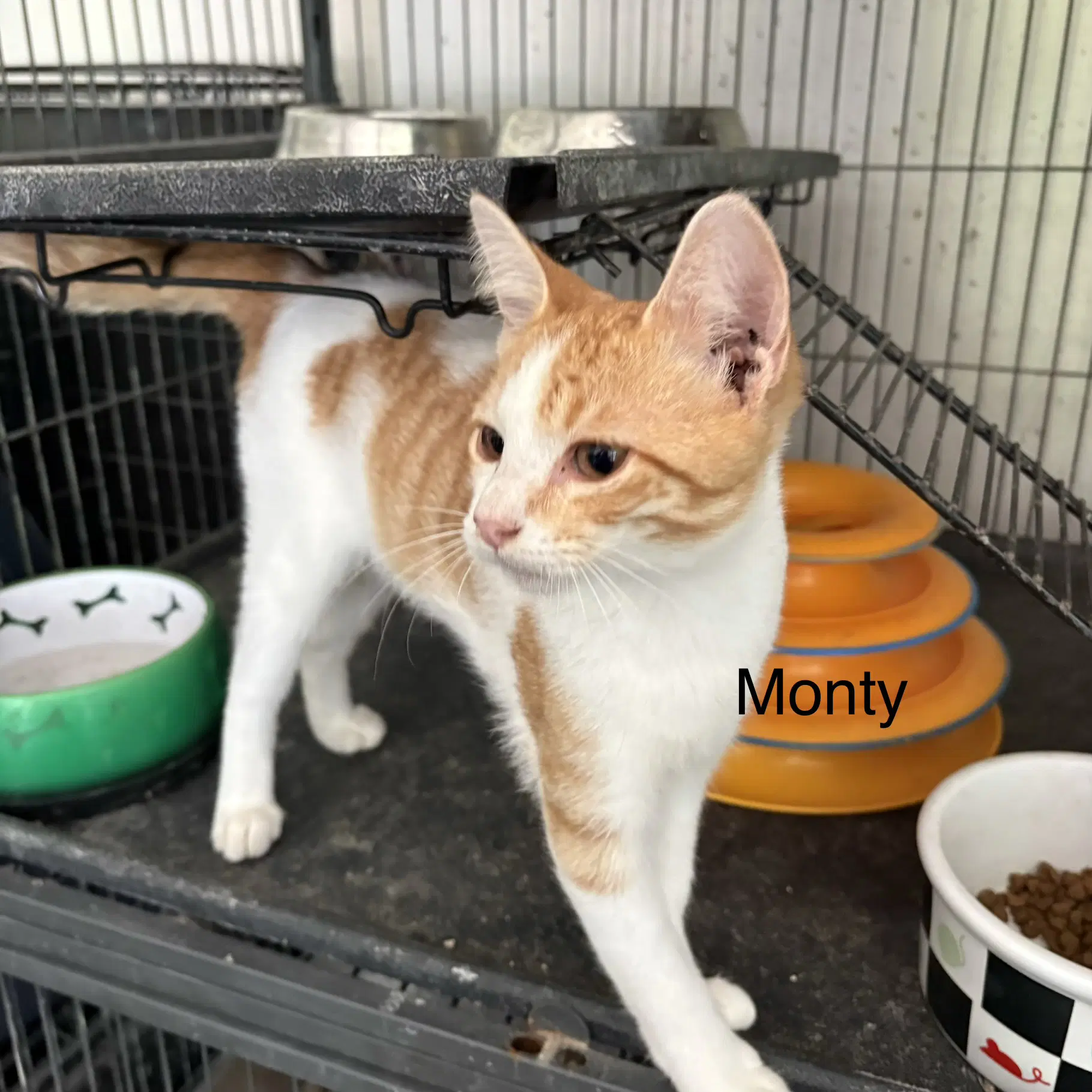 Monty  Th - Domestic Short Hair