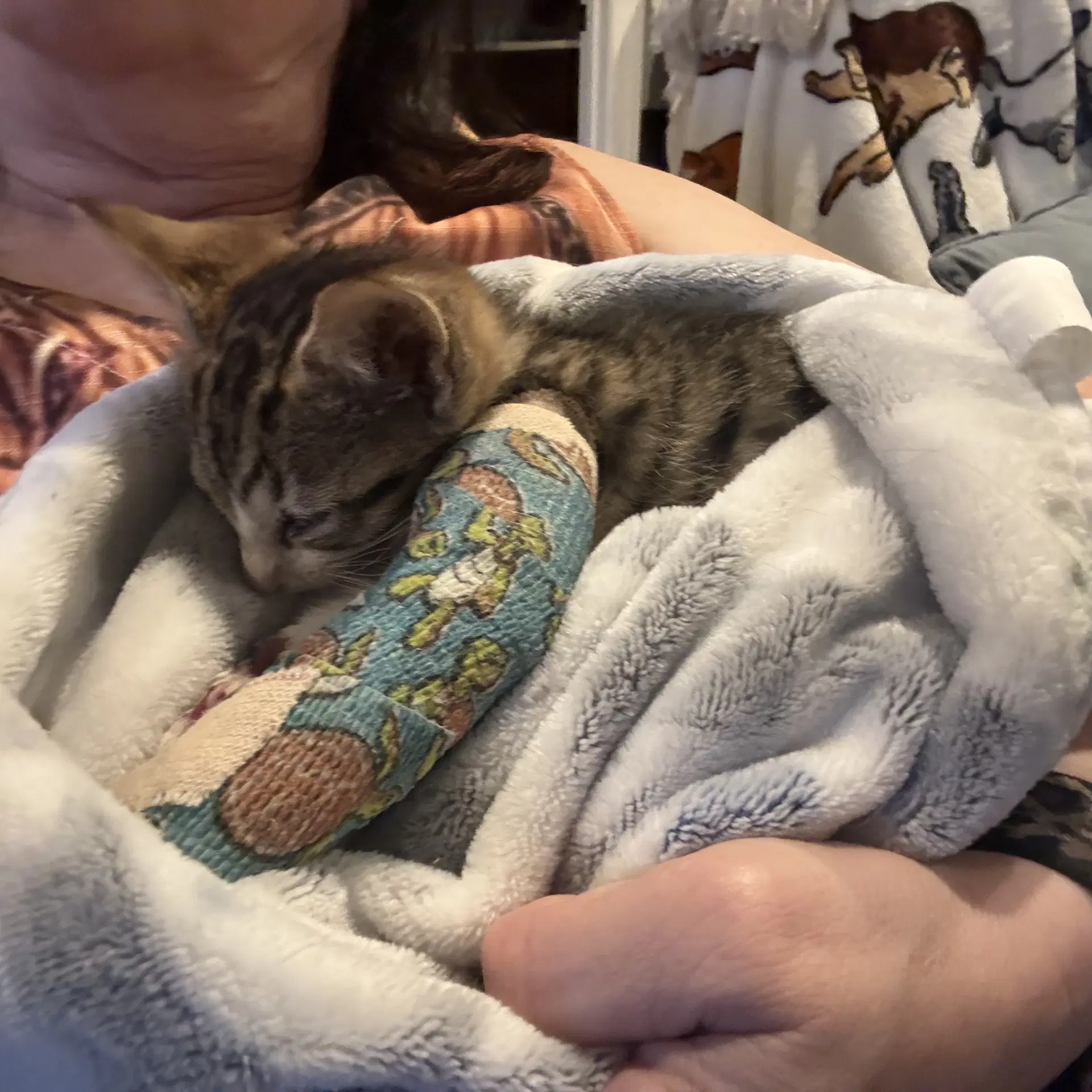 Dash Kk - Domestic Short Hair