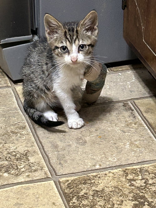 DASH   (KK) - Domestic Short Hair available for adoption