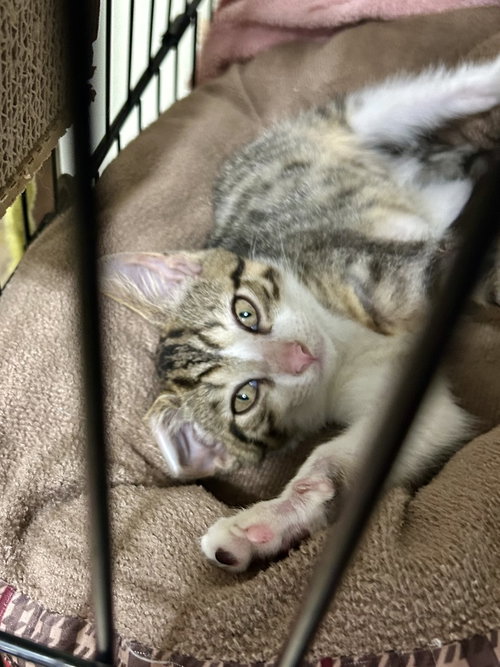 picture of the cat needing adoption