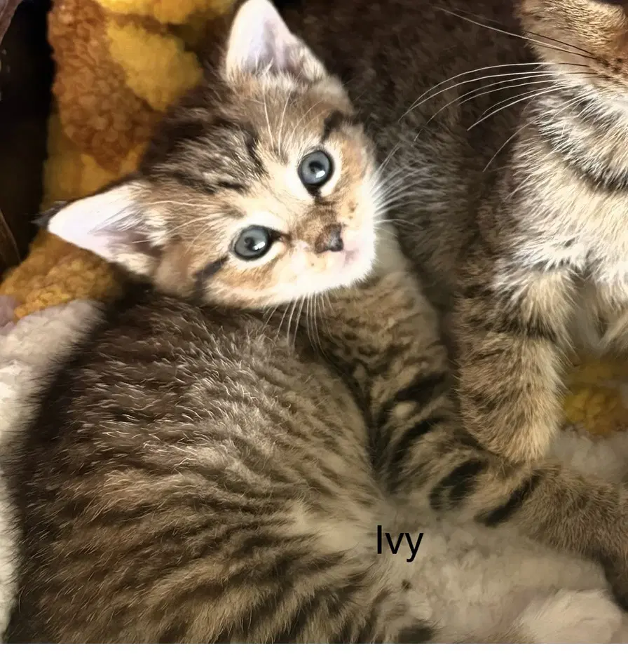 Ivy Th - Domestic Short Hair