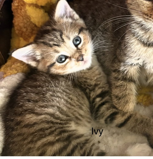 picture of the cat needing adoption