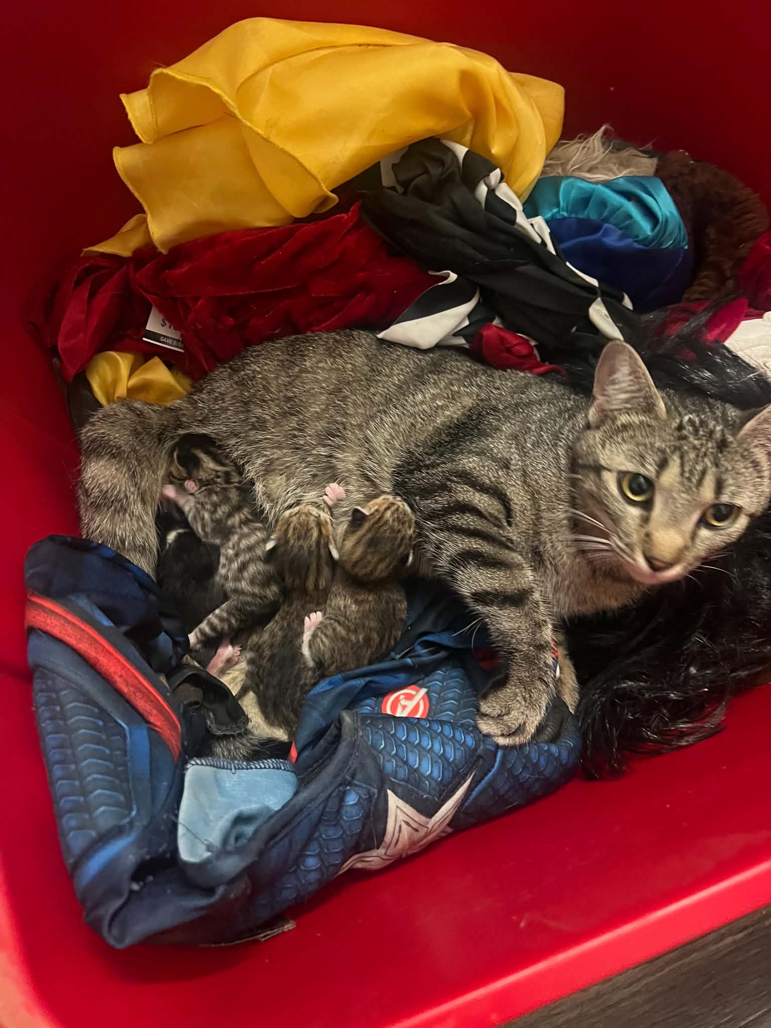 Cherry  Rg - Domestic Short Hair