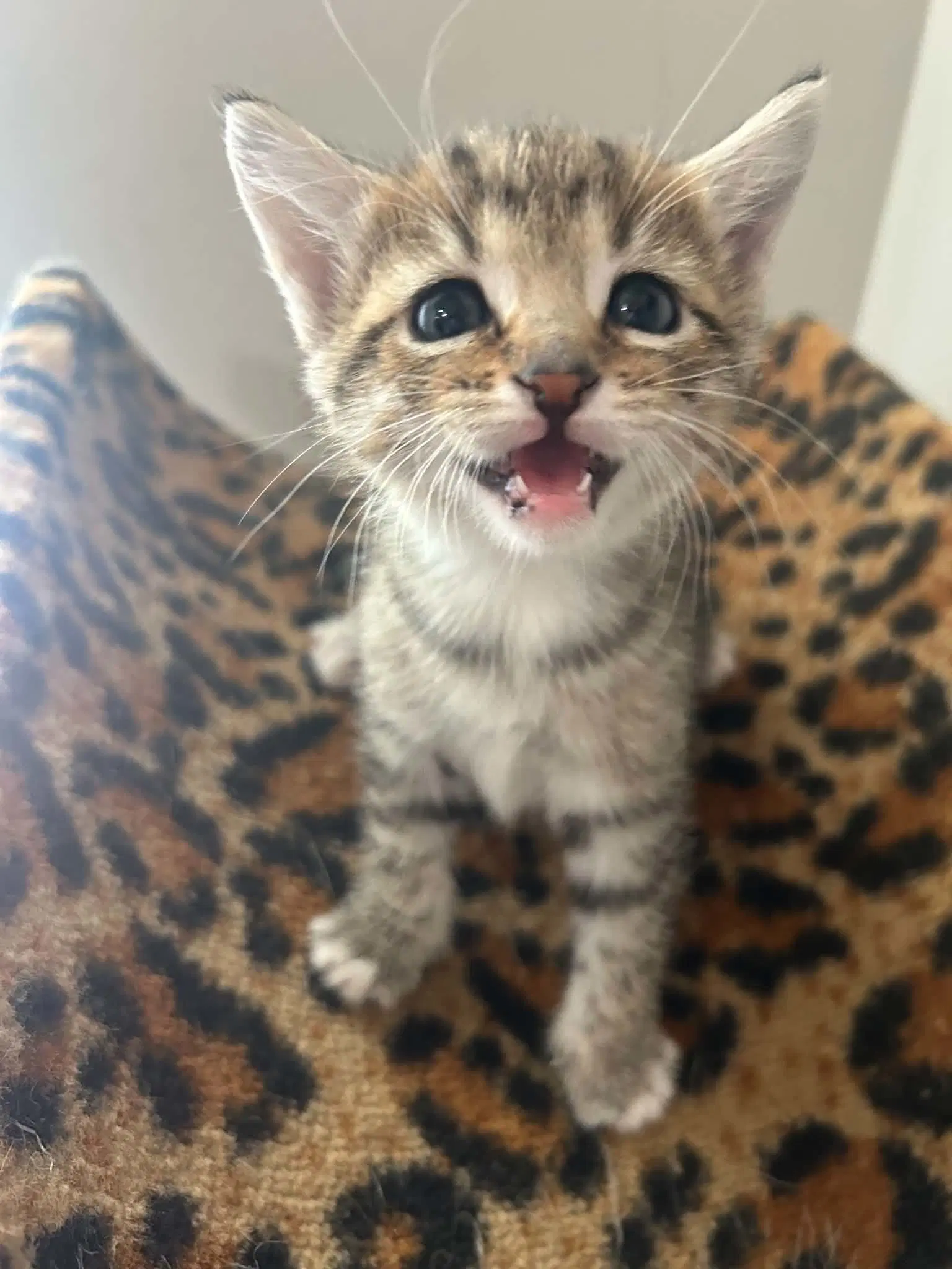 Bert Rg - Domestic Short Hair