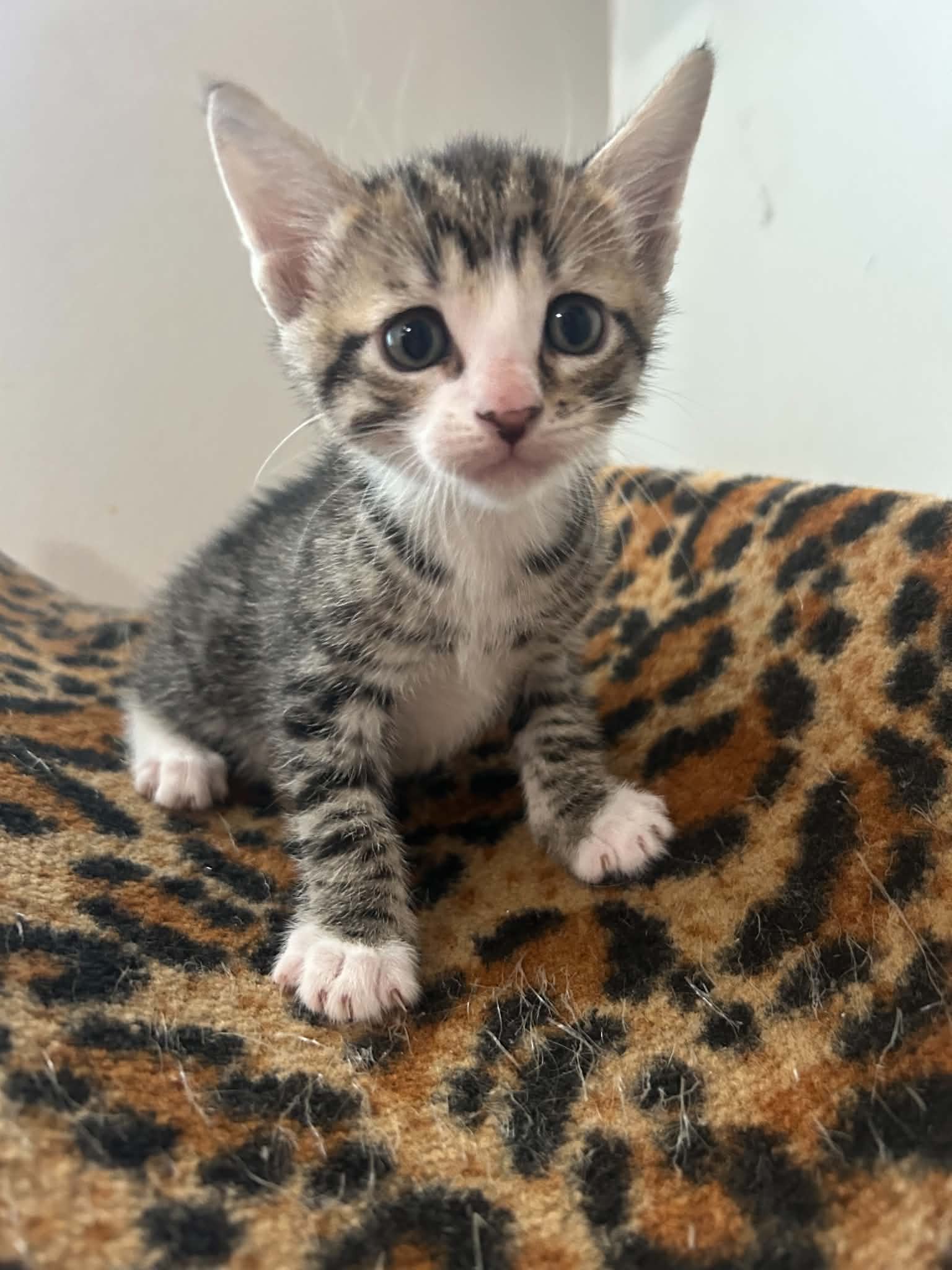 Ernie Rg - Domestic Short Hair