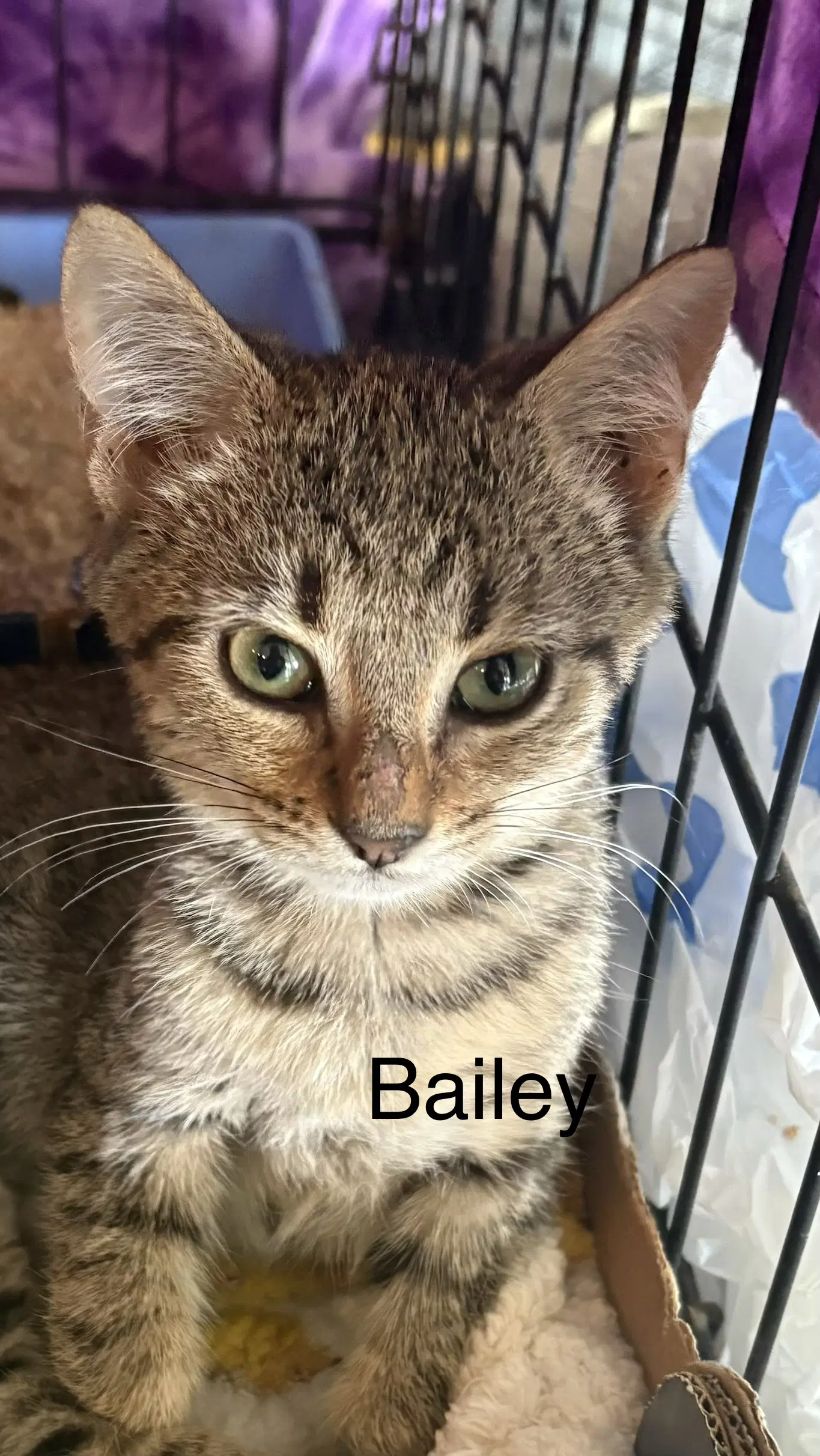 Bailey Th - Domestic Short Hair