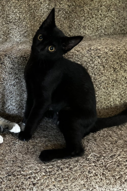 COBWEB/KK - Domestic Short Hair available for adoption