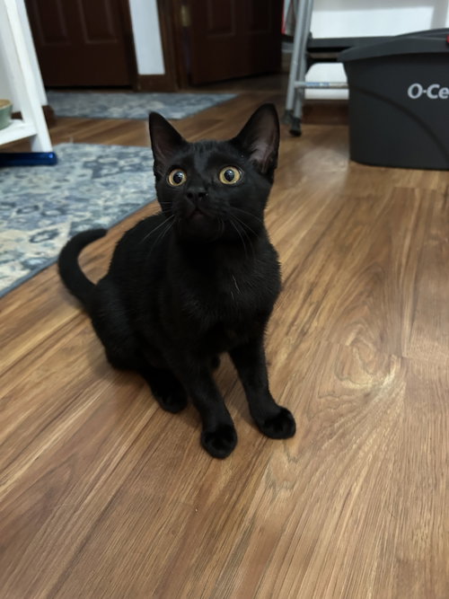 COBWEB/KK - Domestic Short Hair available for adoption