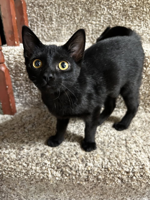 COBWEB/KK - Domestic Short Hair available for adoption