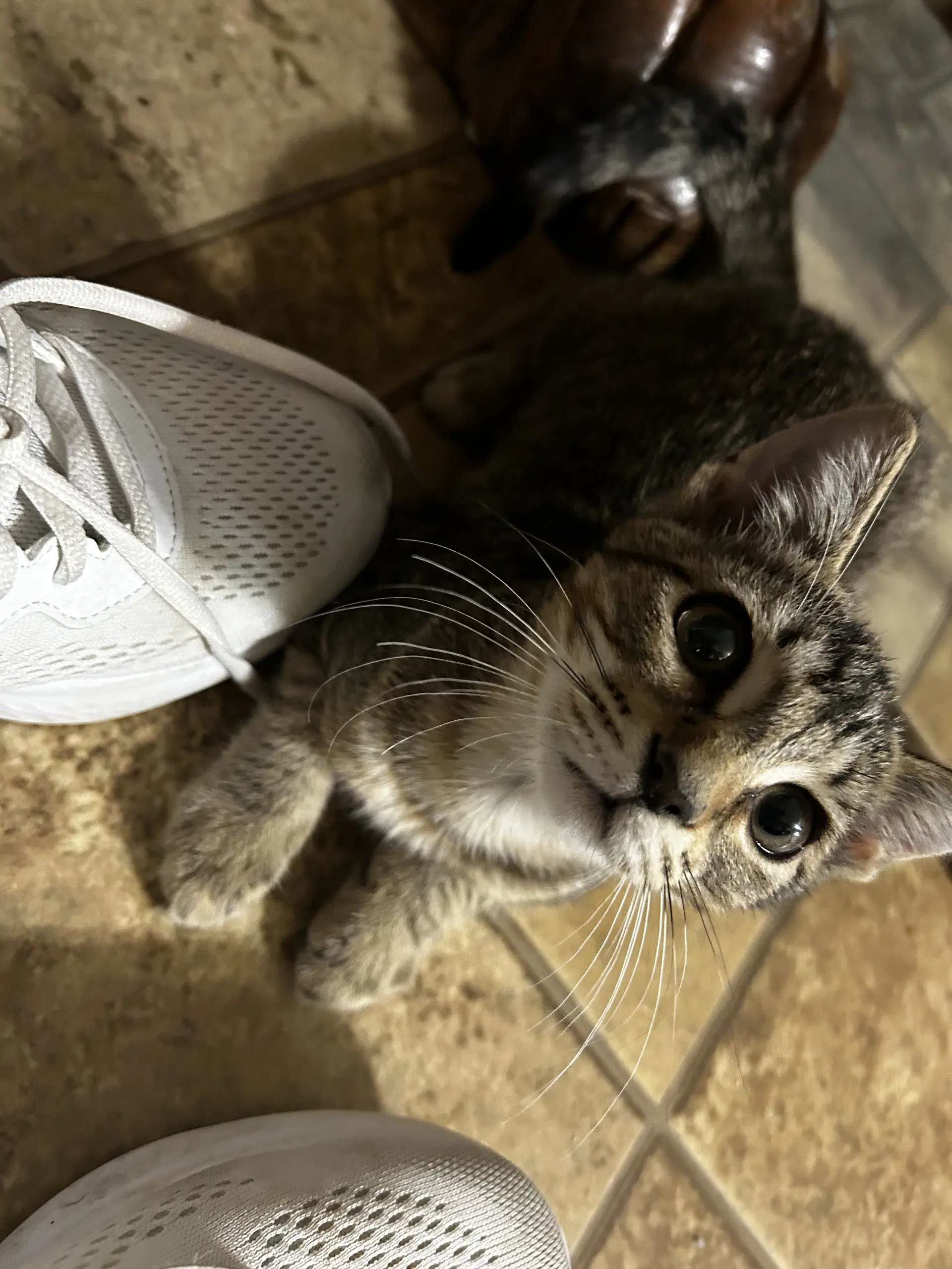 Nelliekk - Tabby