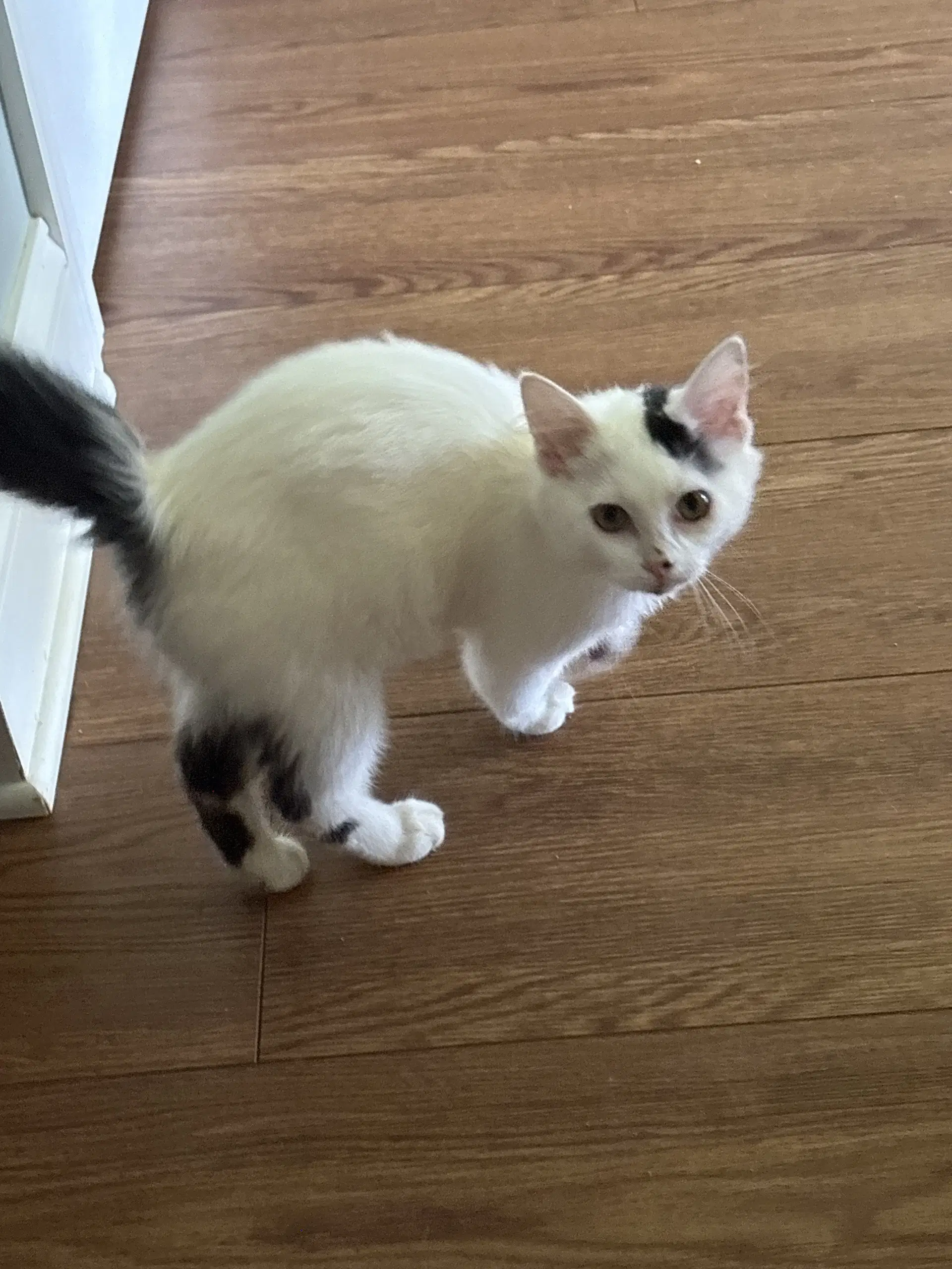 Tinkerbell  Th - Domestic Short Hair